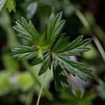 Fotografia 12 da espécie Potentilla erecta do Jardim Botânico UTAD