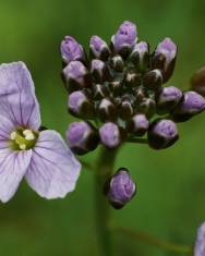 Fotografia da espécie Cardamine pratensis subesp. pratensis