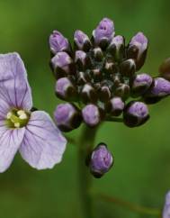 Cardamine pratensis subesp. pratensis