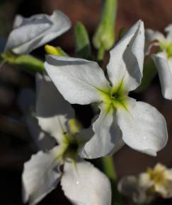 Fotografia da espécie Matthiola incana