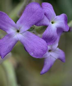 Fotografia da espécie Matthiola sinuata