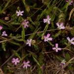 Fotografia 9 da espécie Silene laeta do Jardim Botânico UTAD