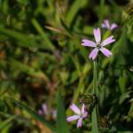 Fotografia 10 da espécie Silene laeta do Jardim Botânico UTAD