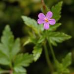 Fotografia 7 da espécie Geranium purpureum subesp. purpureum do Jardim Botânico UTAD