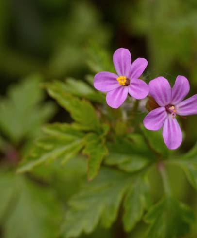 Fotografia de capa Geranium purpureum subesp. purpureum - do Jardim Botânico