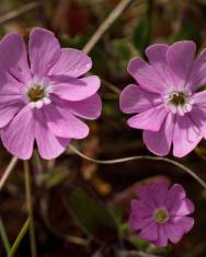 Fotografia da espécie Silene littorea subesp. littorea