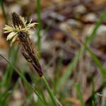 Fotografia 7 da espécie Carex binervis do Jardim Botânico UTAD