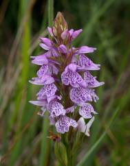 Dactylorhiza maculata subesp. ericetorum