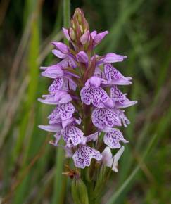 Fotografia da espécie Dactylorhiza maculata