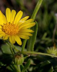 Fotografia da espécie Calendula suffruticosa subesp. algarbiensis