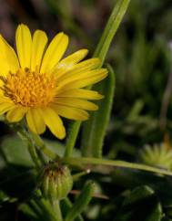 Calendula suffruticosa subesp. algarbiensis