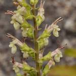 Fotografia 5 da espécie Teucrium scorodonia subesp. scorodonia do Jardim Botânico UTAD