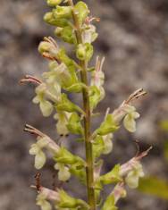 Fotografia da espécie Teucrium scorodonia subesp. scorodonia