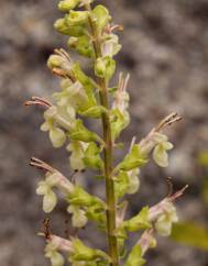 Teucrium scorodonia subesp. scorodonia