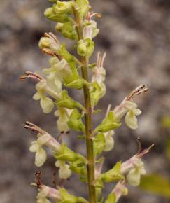 Fotografia da espécie Teucrium scorodonia