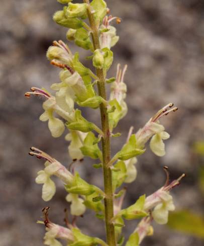 Fotografia de capa Teucrium scorodonia subesp. scorodonia - do Jardim Botânico