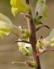 Antirrhinum meonanthum