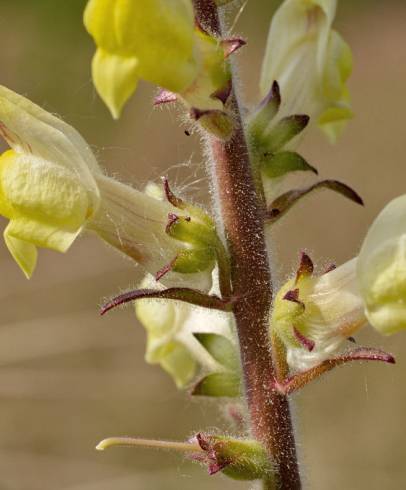 Fotografia de capa Antirrhinum meonanthum - do Jardim Botânico