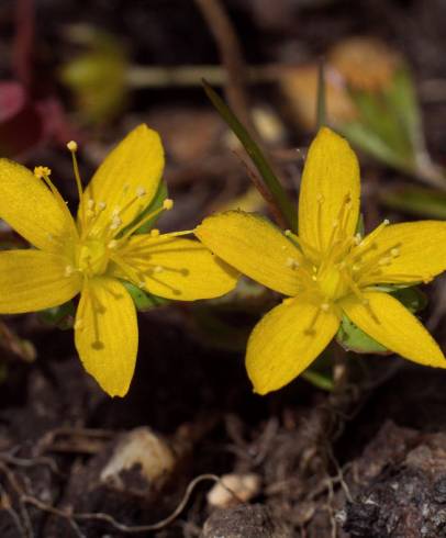 Fotografia de capa Hypericum humifusum - do Jardim Botânico