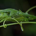 Fotografia 10 da espécie Bryonia dioica do Jardim Botânico UTAD