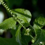 Fotografia 17 da espécie Bryonia dioica do Jardim Botânico UTAD