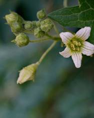 Fotografia da espécie Bryonia dioica