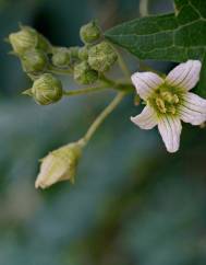 Bryonia dioica