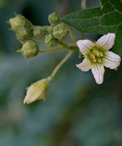 Fotografia da espécie Bryonia dioica