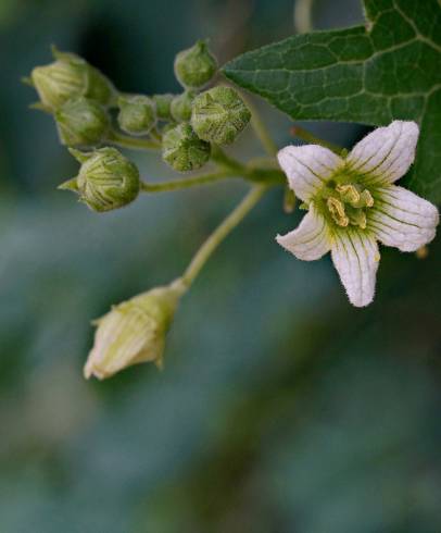 Fotografia de capa Bryonia dioica - do Jardim Botânico