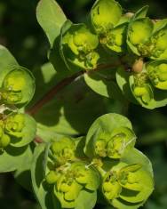 Fotografia da espécie Euphorbia helioscopia subesp. helioscopia