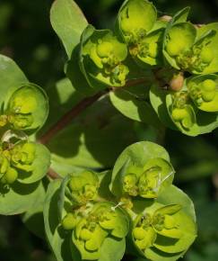 Fotografia da espécie Euphorbia helioscopia