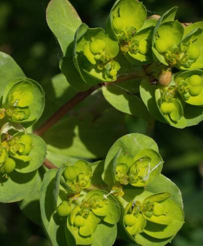 Fotografia de capa Euphorbia helioscopia subesp. helioscopia - do Jardim Botânico