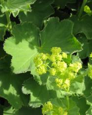 Fotografia da espécie Alchemilla mollis