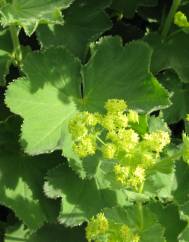 Alchemilla mollis