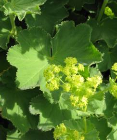 Fotografia da espécie Alchemilla mollis