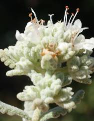 Teucrium vicentinum