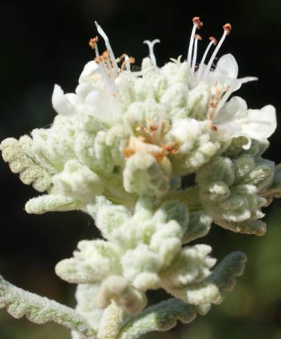 Fotografia de capa Teucrium vicentinum - do Jardim Botânico