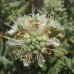 Fotografia 14 da espécie Teucrium vicentinum do Jardim Botânico UTAD