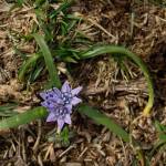 Fotografia 10 da espécie Scilla verna subesp. verna do Jardim Botânico UTAD