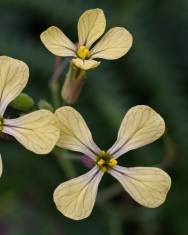 Fotografia da espécie Raphanus raphanistrum subesp. raphanistrum