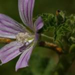 Fotografia 11 da espécie Lavatera cretica do Jardim Botânico UTAD