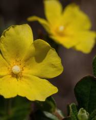 Fotografia da espécie Halimium lasianthum subesp. alyssoides