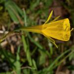 Fotografia 17 da espécie Narcissus bulbocodium do Jardim Botânico UTAD