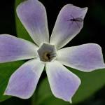 Fotografia 8 da espécie Vinca difformis subesp. difformis do Jardim Botânico UTAD