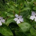 Fotografia 9 da espécie Vinca difformis subesp. difformis do Jardim Botânico UTAD