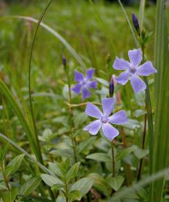 Fotografia da espécie Vinca difformis