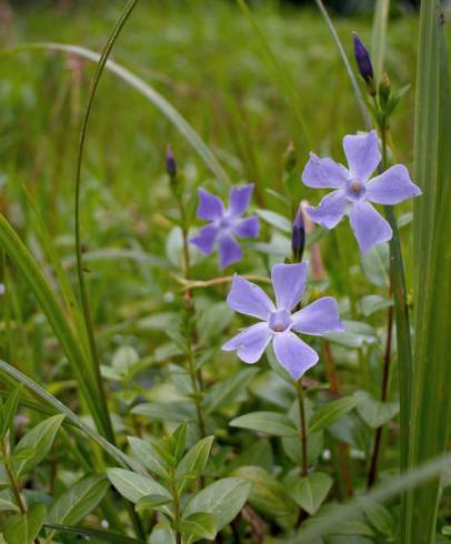 Fotografia de capa Vinca difformis subesp. difformis - do Jardim Botânico