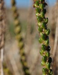 Plantago maritima subesp. maritima