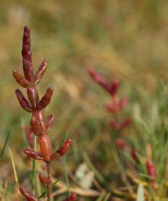 Fotografia da espécie Salicornia ramosissima