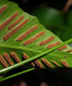 Fotografia da espécie Phyllitis scolopendrium